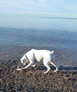 white boxer dog on the beach